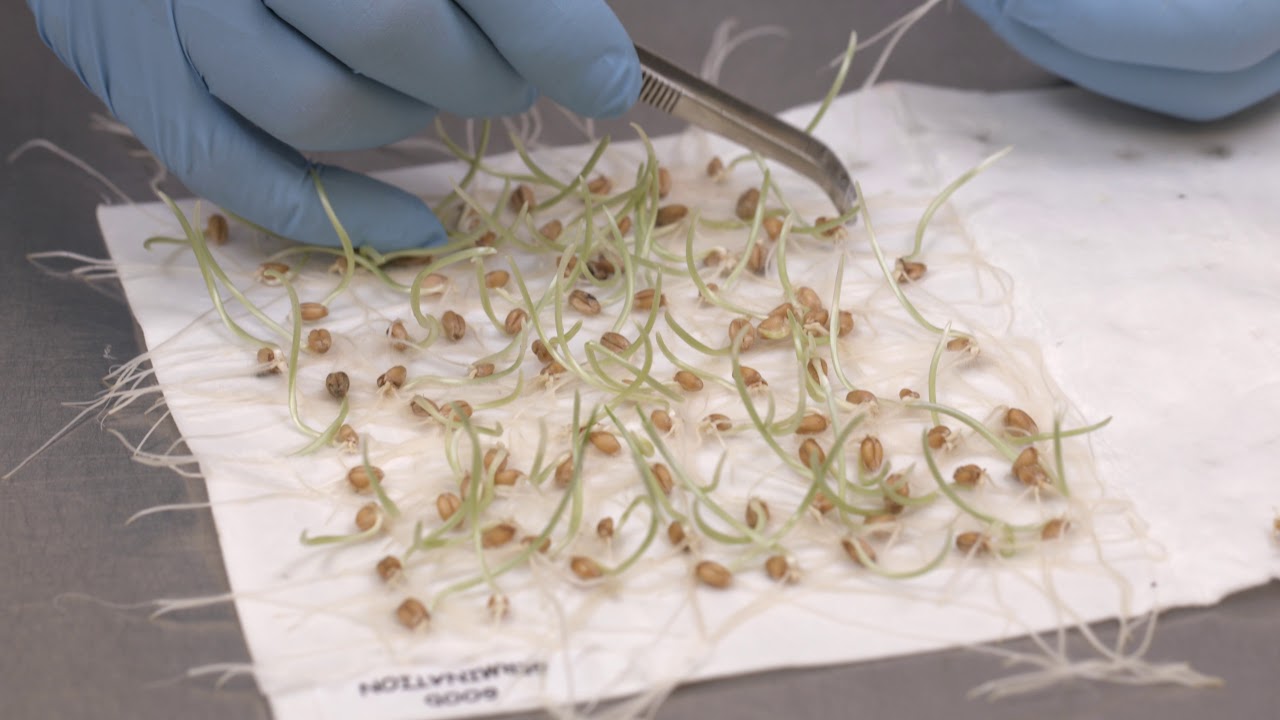 Sprouted Seeds in a Germination Test
