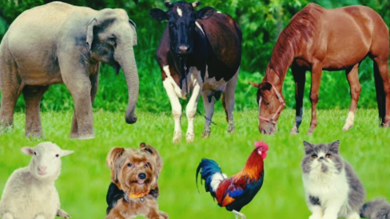 Cute Farm Animal Moments - Elephant, Giraffe,  Lion, Tiger, Bear, Deer, Kangaroo, Fox - Animal Video
