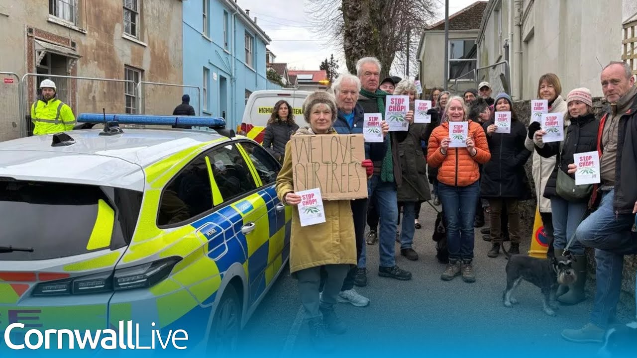 Showdown as campaigners hold 'funeral' for doomed Falmouth trees