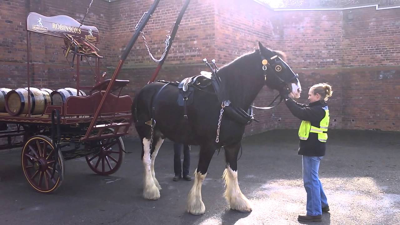 Our Shire Horse Trooper Hooking up!