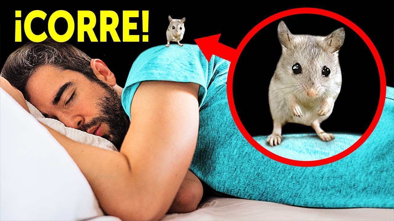 Ese no es un lindo ratón, y deberías correr si está cerca
