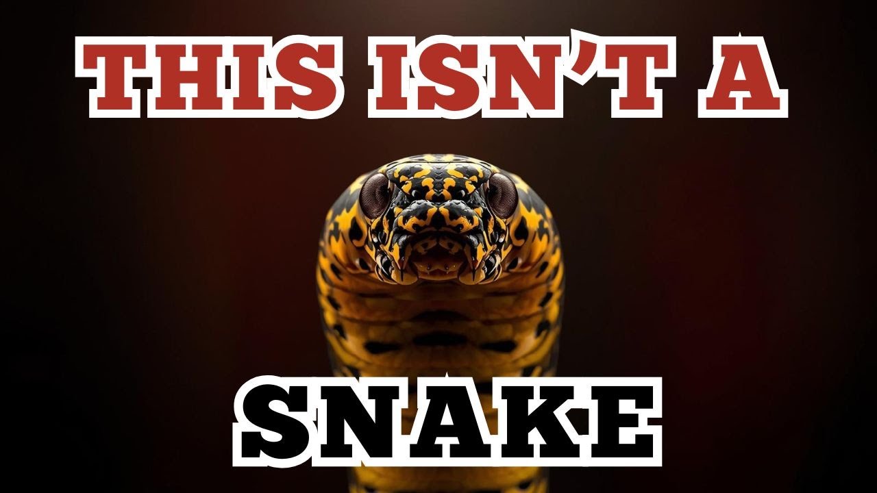 Why Some Caterpillars Look Like Snakes