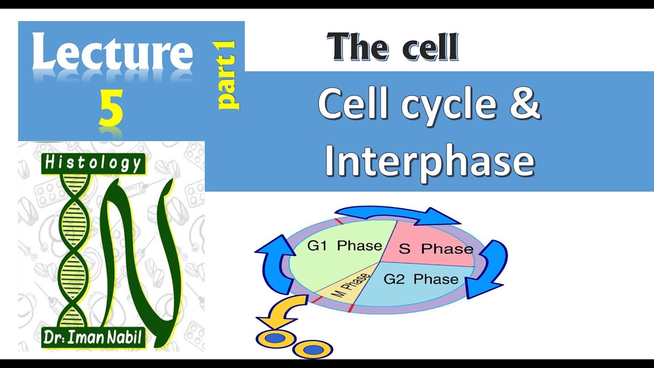 5a-Cell cycle part1-Interphase-Cell-Histology