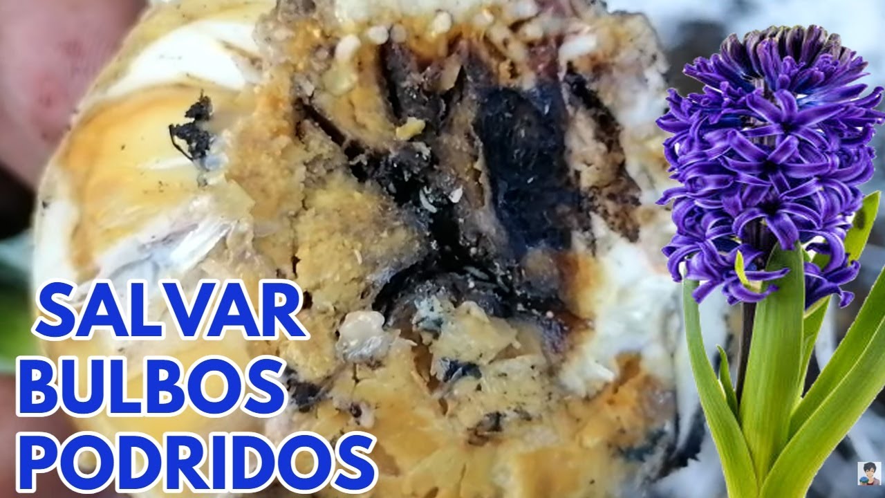 Jacintos bulbos podridos  como salvarlos CHUYITO JARDINERO
