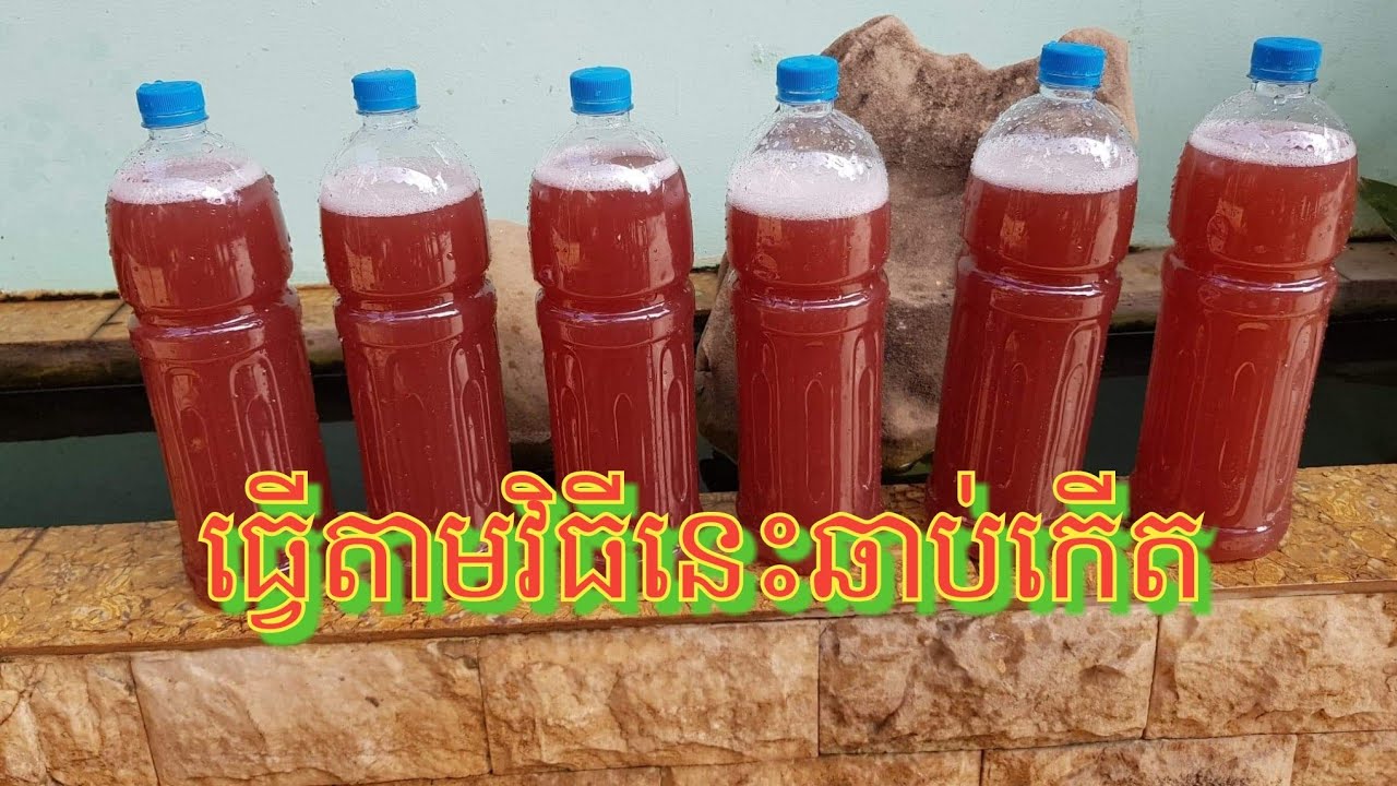 វិធីធ្វើ មេជីទឹកសង្អ្រោះពន្លឺ /วิธีทําจุลินทรีย์สังเคราะห์แสง