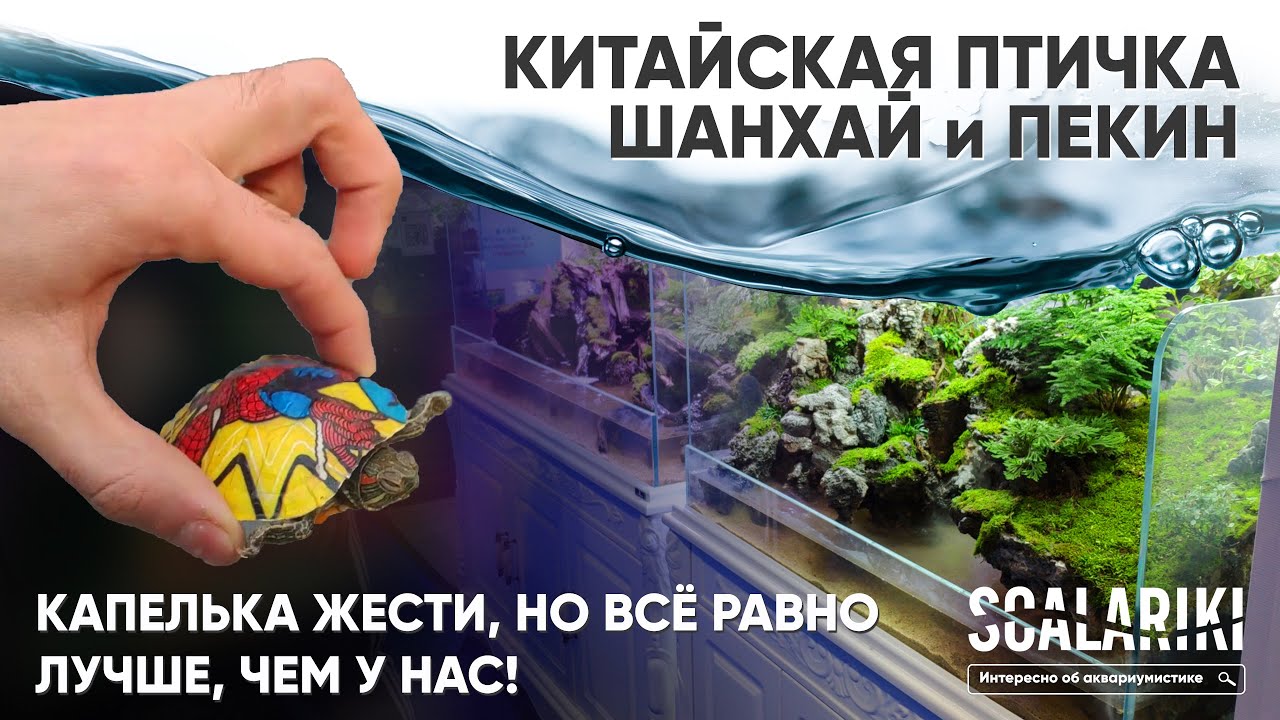 Китайская птичка. Птичий рынок Шанхая и Пекина