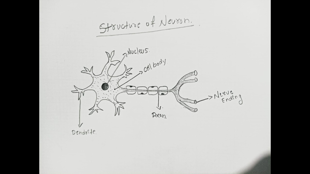 diagram of neuron    structure of neuron diagram #art #drawing #stepbystepdrawing #diagramof neuron