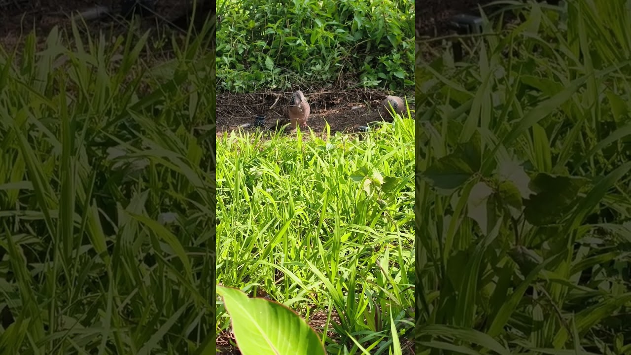 Bổi 08 đánh 2 kèo mới bắt được 