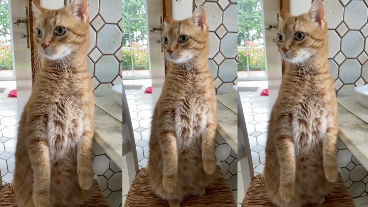 🐈 Cat reaction on this sound that reminds cat they was worship in Egypt, is it true ?