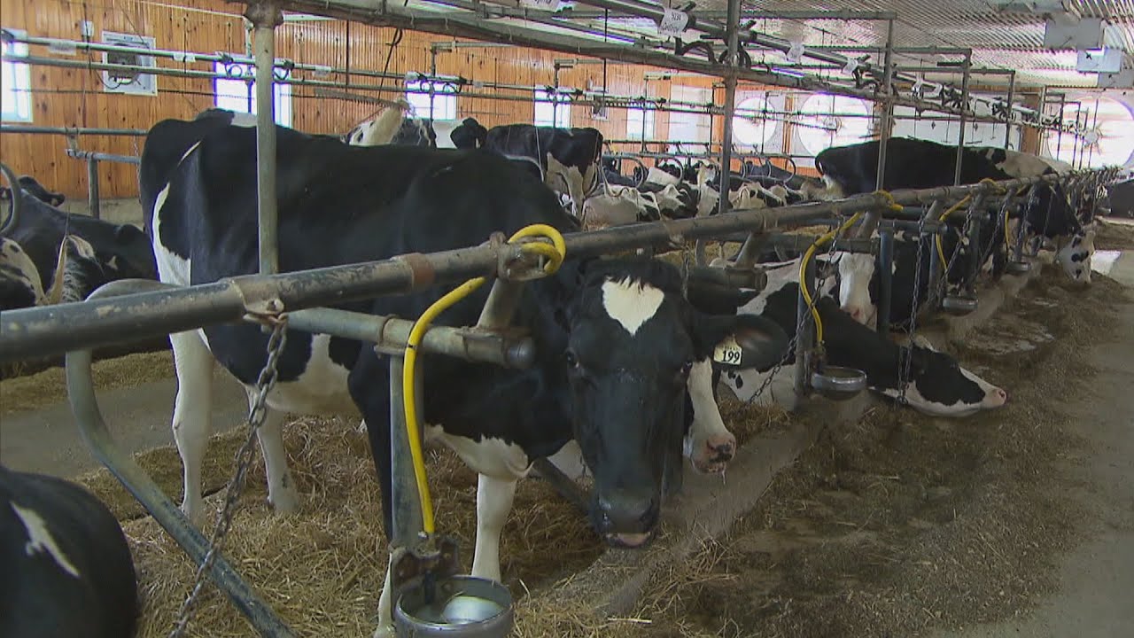 Ontario dairy farmers told to dump milk as demand drops