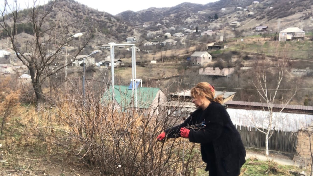 Ինչպես էտեցի հաղարջի թփերը❤️