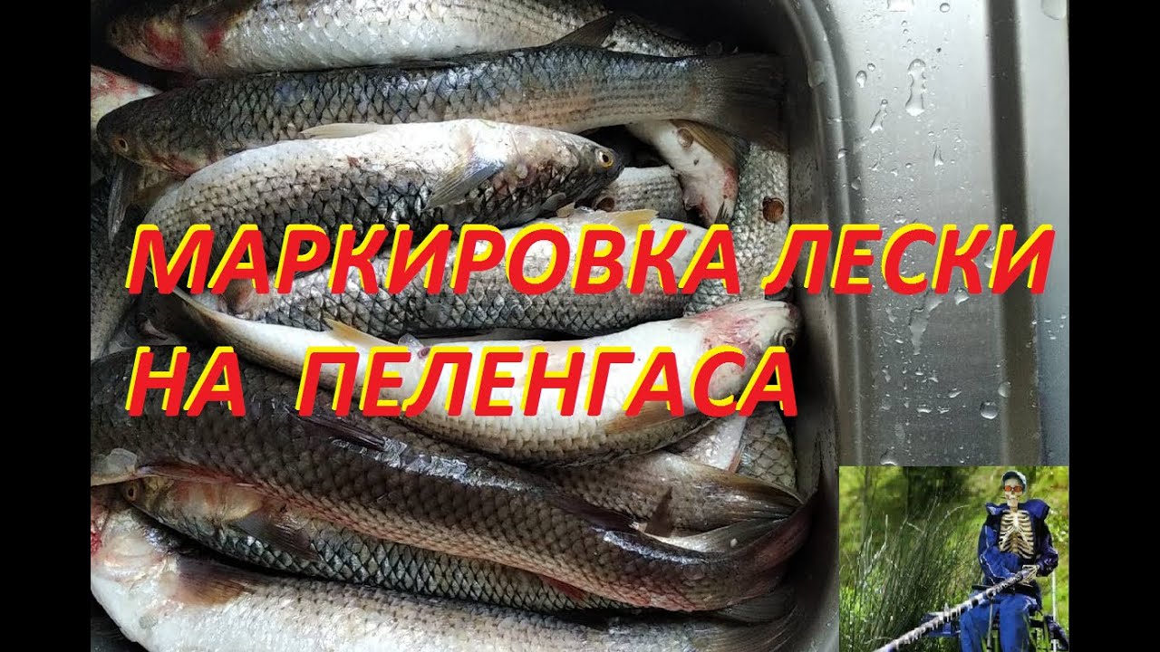 Разметка лески на пеленгаса за 15 минут