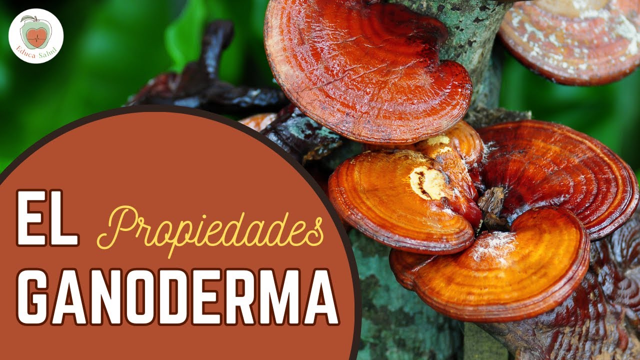 EL HONGO GANODERMA (Reishi): Para qué sirve. Propiedades