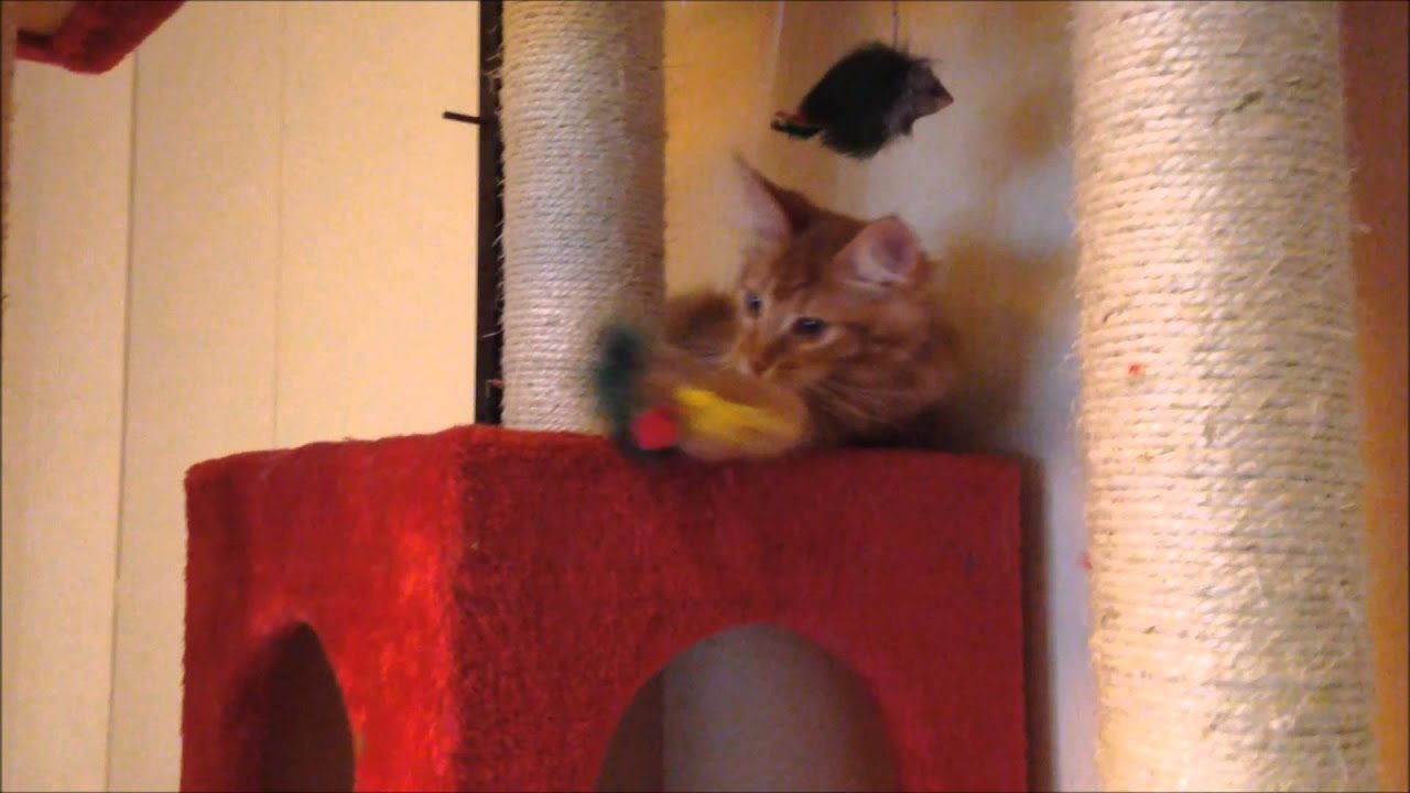 Chatterie de Fairytale Mars 2014