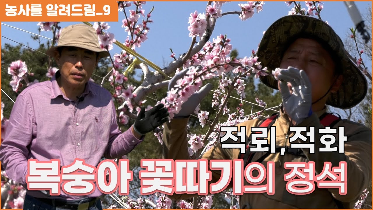 복숭아 꽃따기 적뢰,적화 방법, 꽃솎는 기계 사용법, 적화기계