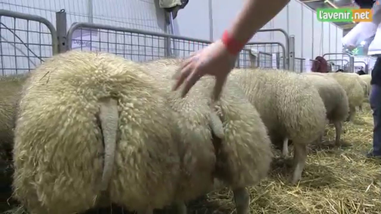 « Nous avons les moutons les plus viandeux du monde » Agribex