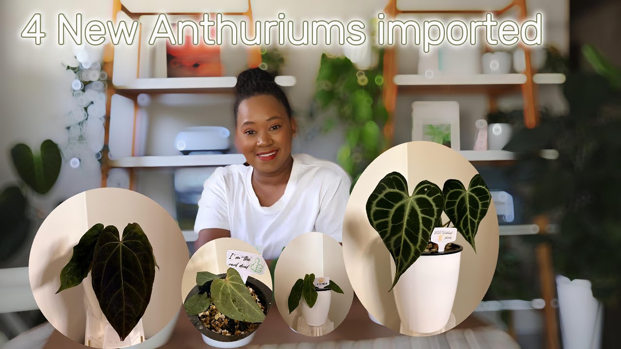 South African Plant Youtuber | 4 New Anthuria imported