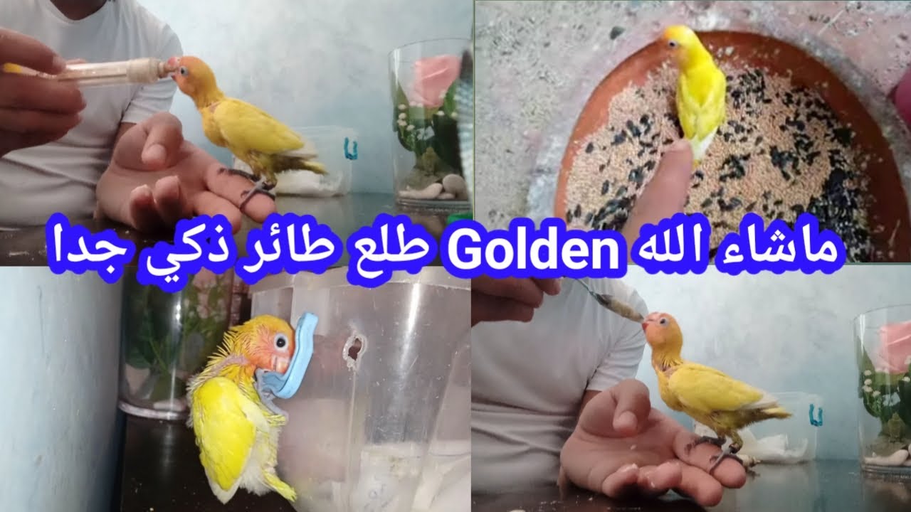 كيف تروض طائرك بسهولة🐦 ومعلومات قيمة حول التأكيل اليدوي💯