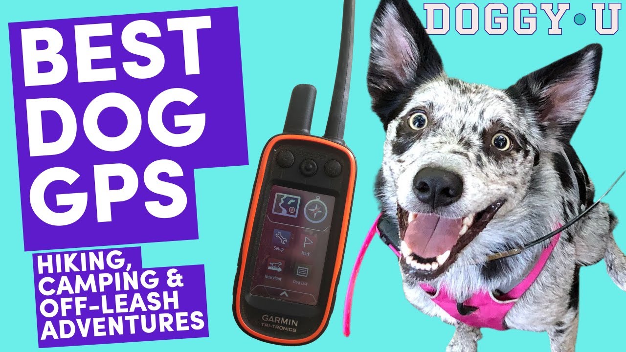 Best GPS for Your Dog: Hiking, Camping, and Adventuring Safety with the Garmin Alpha:Garmin Astro