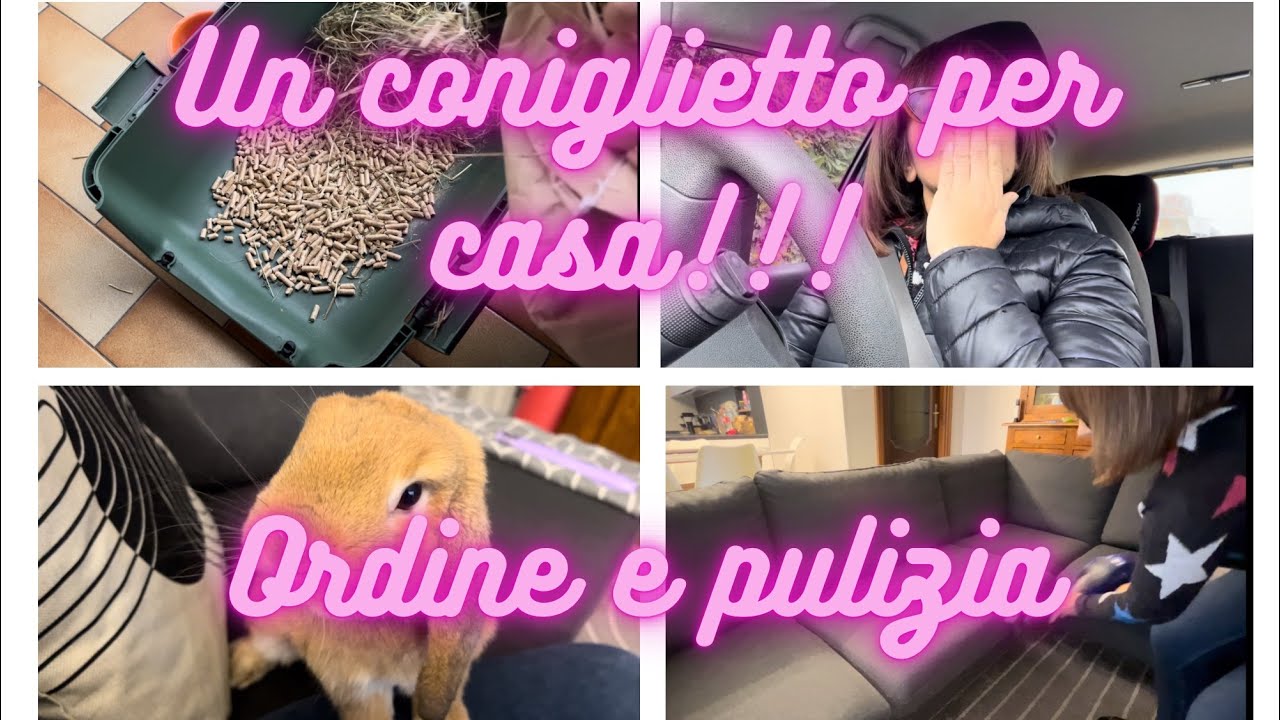 Tutto pulito e in ordine con un coniglietto per casa, è possibile? #home #pulizie #casa #coniglio