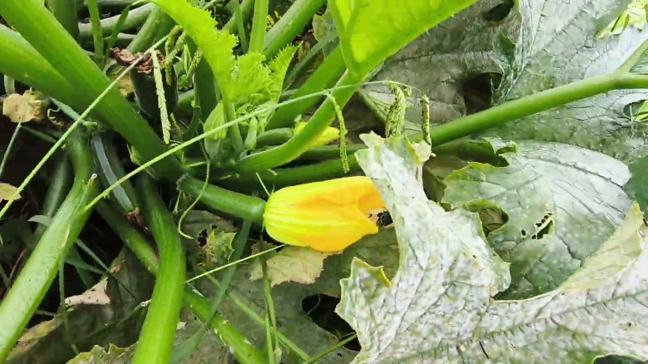 Garden has exploded Again 