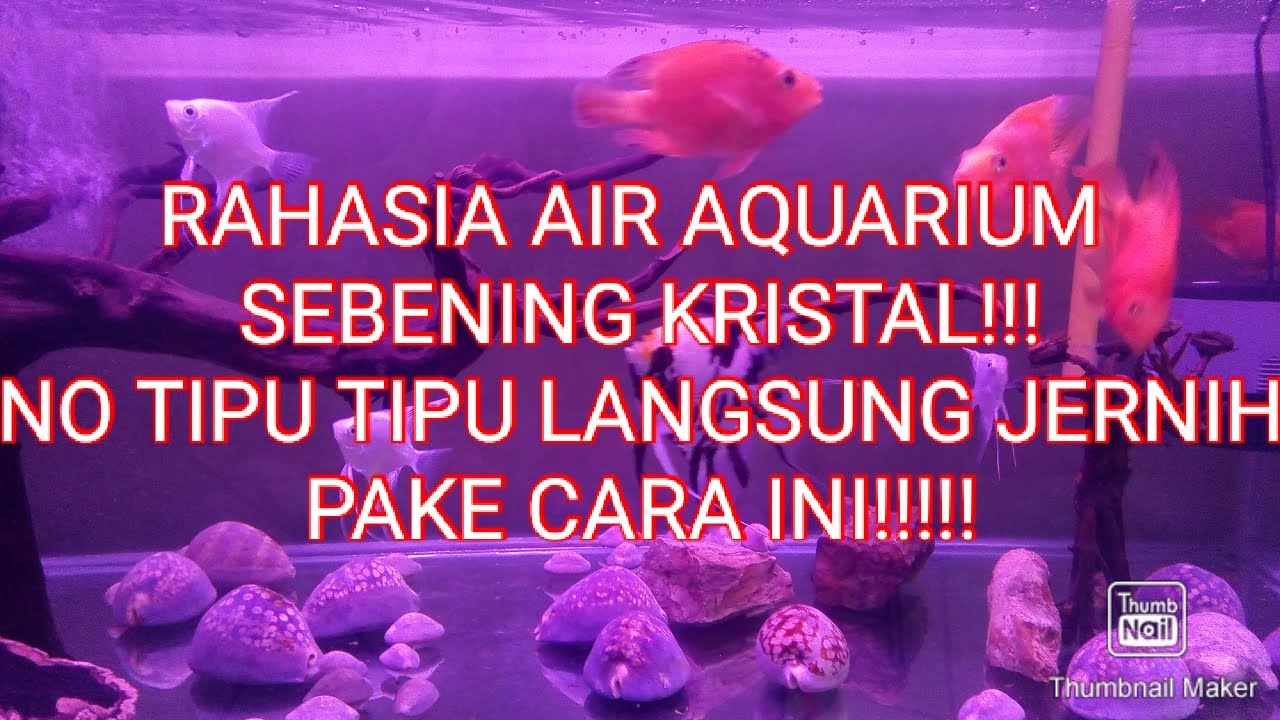 SUSUNAN MEDIA FILTER AGAR AIR AQUARIUM SEBENING KRISTAL!!!!!!!