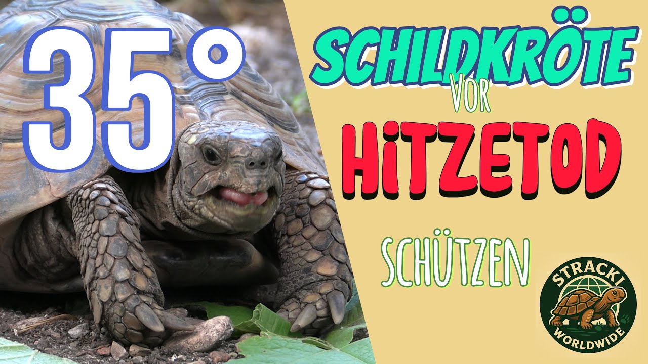 Hitzeschutz f&uuml;r Griechische Landschildkr&ouml;ten &ndash; So &uuml;berleben sie den Sommer