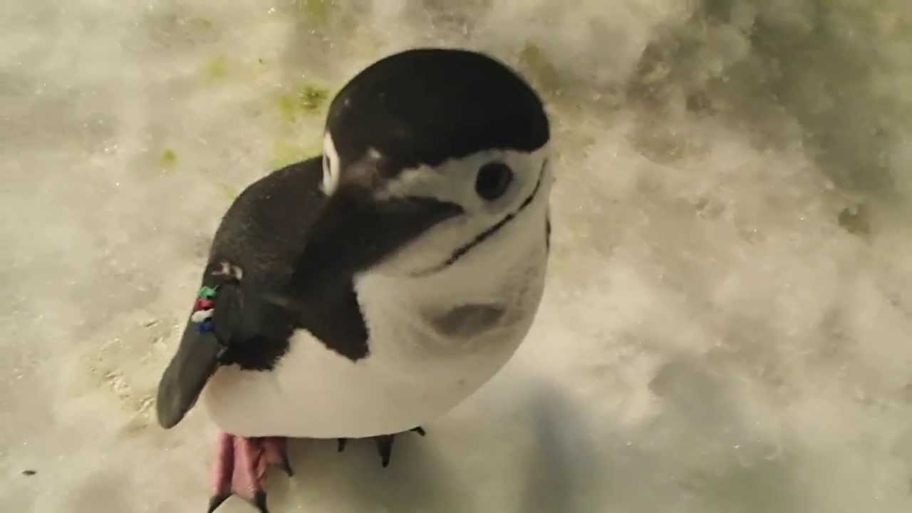 Penguin Encounter!