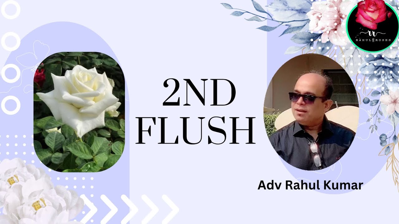 फ़रवरी-मार्च में गुलाब के फूल नवंबर-दिसम्बर से भी सुंदर, कैसे?/ 2nd Flush More Beautiful Than 1st !!