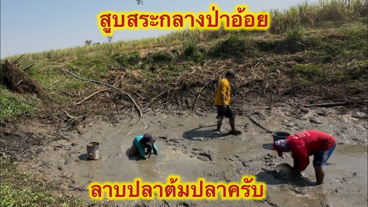 สูบสระกลางป่าอ้อยลาบปลาต้มปลาครับ #แรงงานไทยในเกาหลี  #fishing  #ตกปลา  #colonelkkjϟ  #สูบสระจับปลา 
