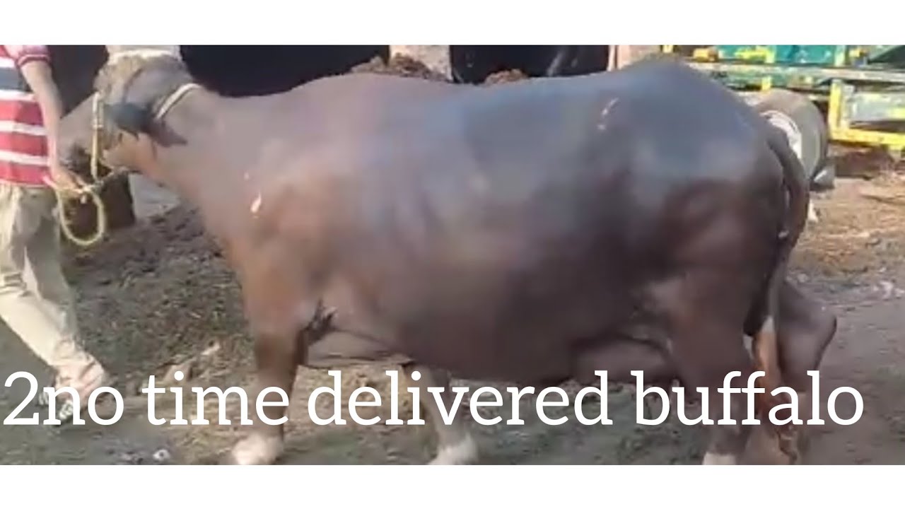2nd time delivered buffalo for sale on almadina dairy farm kot jamel..19 may 2022