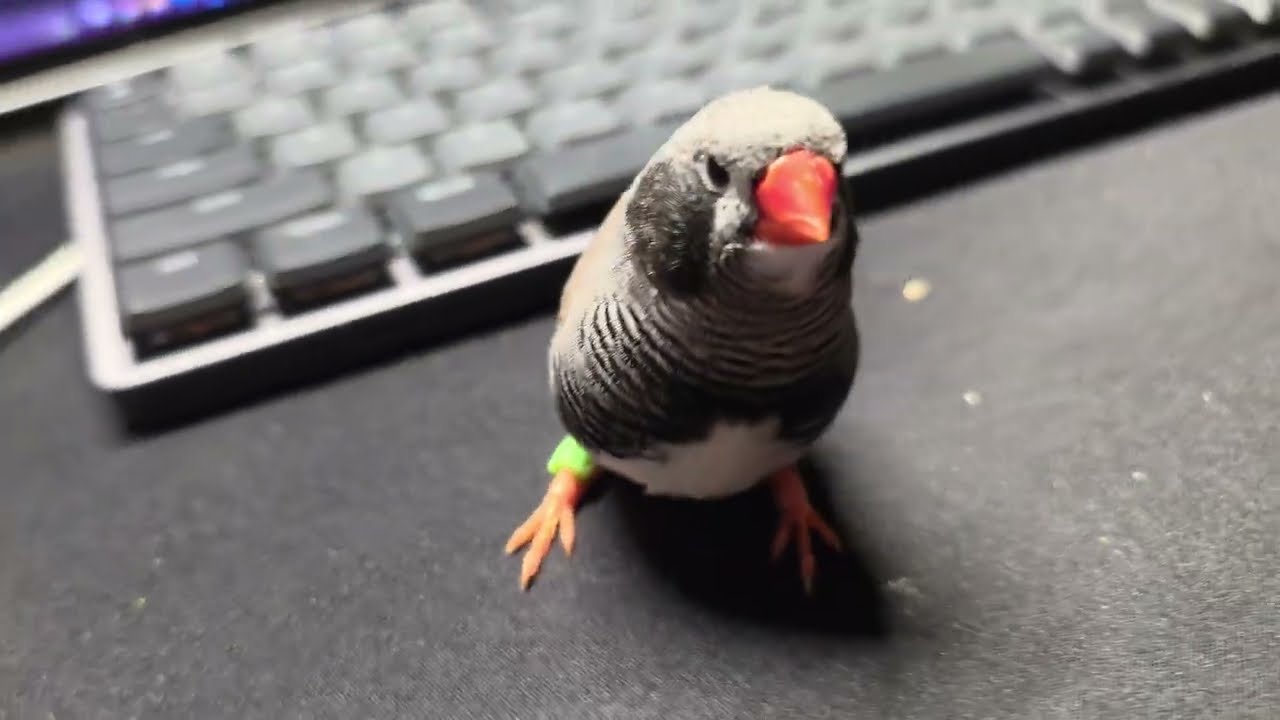 Friday afternoon zebra finch