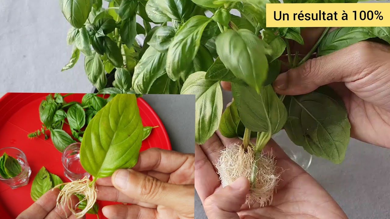 Comment bouturer le basilic pour une conservation plus longue ? 2021