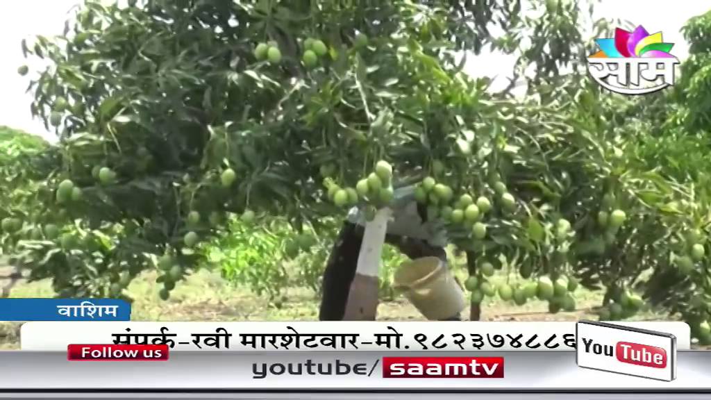 Ravi Marshetivar's zero budget natural mango farming success story
