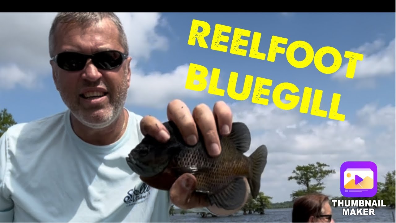 Chasing Bluegill at Reelfoot Lake