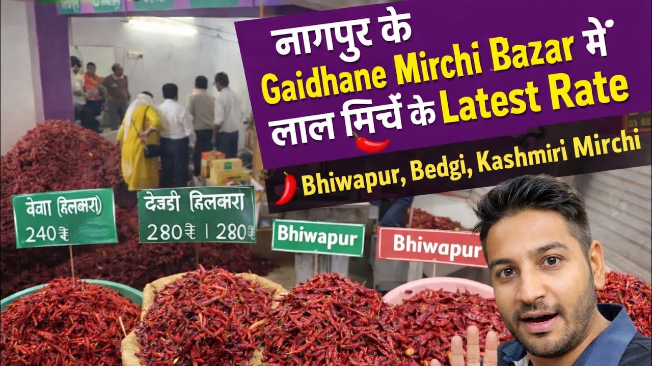 नागपुर के Gaidhane Mirchi Bazar में लाल मिर्च के Latest Rate 🌶️ | Bhiwapur, Bedgi, Kashmiri Mirchi