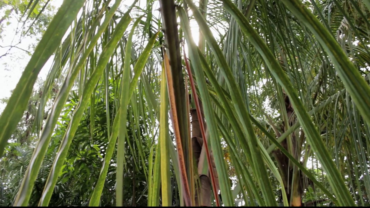 MAKING OF A MAKUTI BROOM