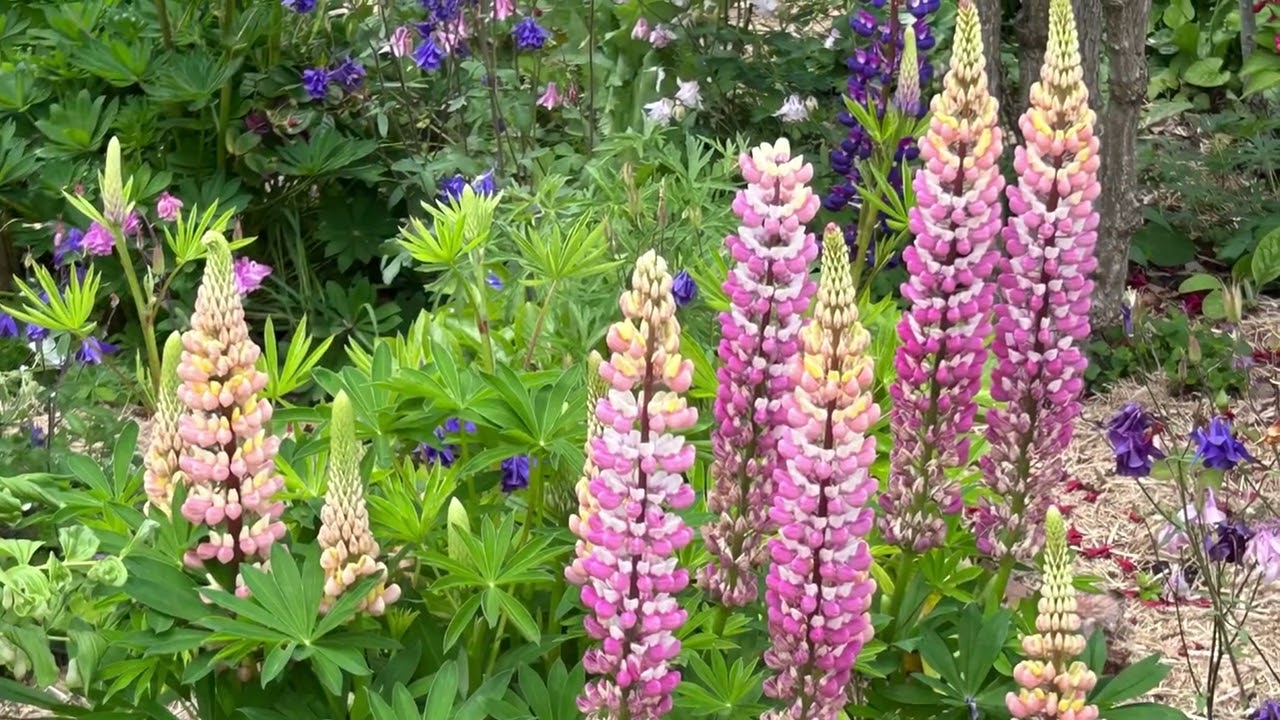 In a Garden So Green (Anon 16th Century Scottish Ballad)
