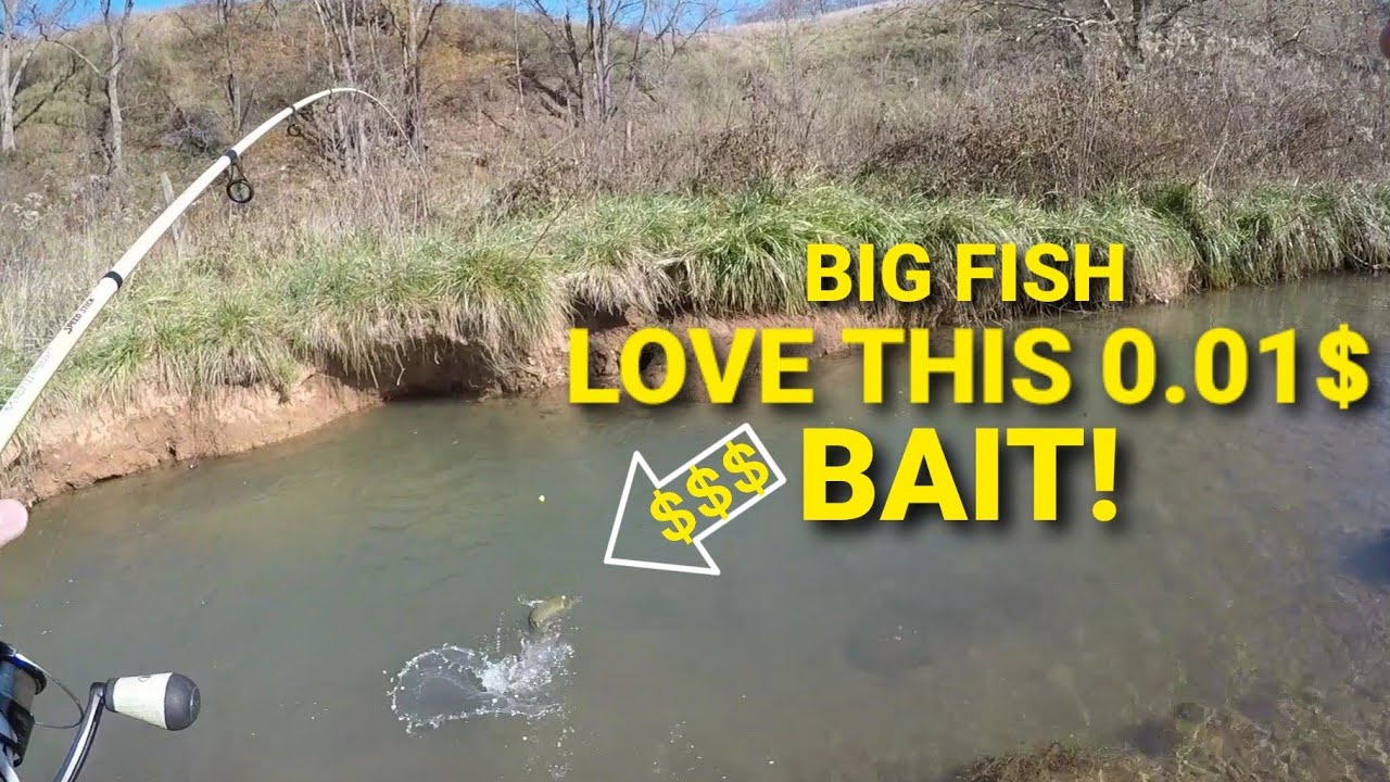 TROUT FISHING With one of the WORLD'S Most EFFECTIVE & CHEAPEST BAITS!