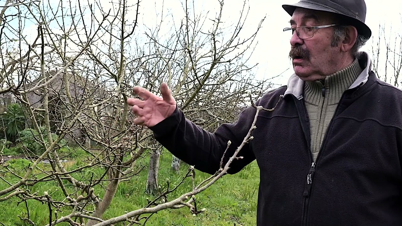 Taille des pommiers