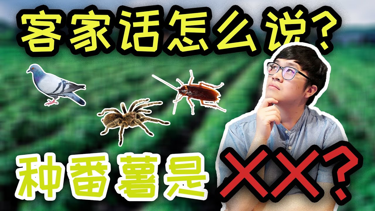 客家话教学(非正经)|客家话有多粗鲁？！这些你听懂了吗？