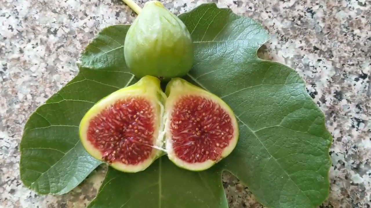 Инжир сорта White Madeira fig variety