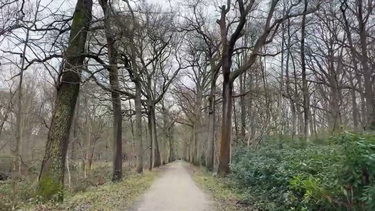 Peerdsbos Forest Walk, Antwerp (Belgium) | Quiet Real-Time Walk (Natural Sounds) | 38 min ​