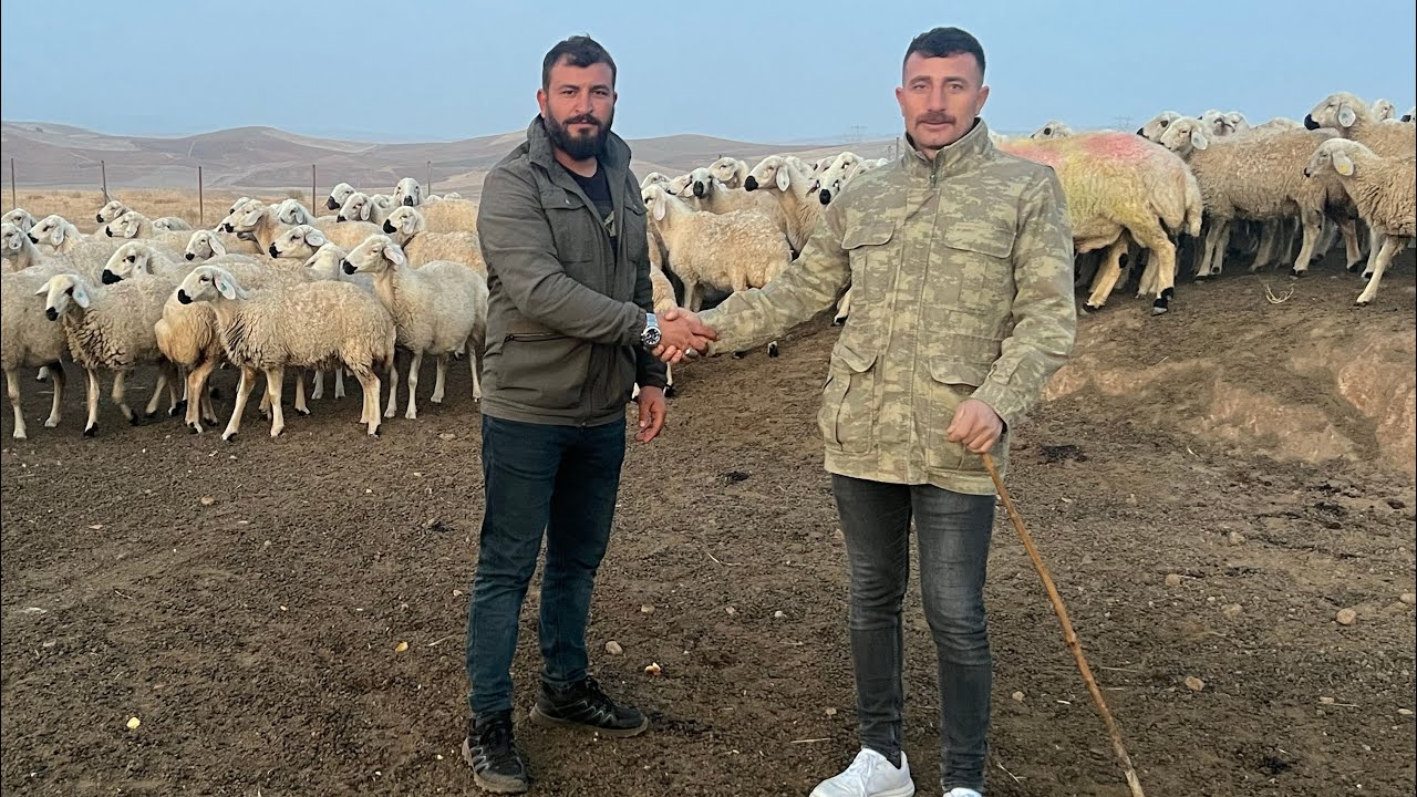 KANGAL KOYUNLARI ALMAK İÇİN YOLA ÇIKTIK