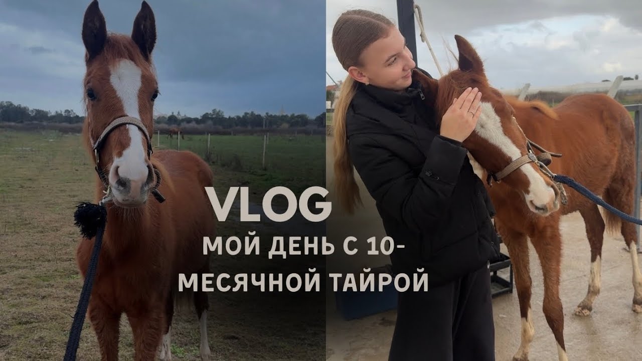 Мой день с жеребенком | необычный день на конюшне 🤎