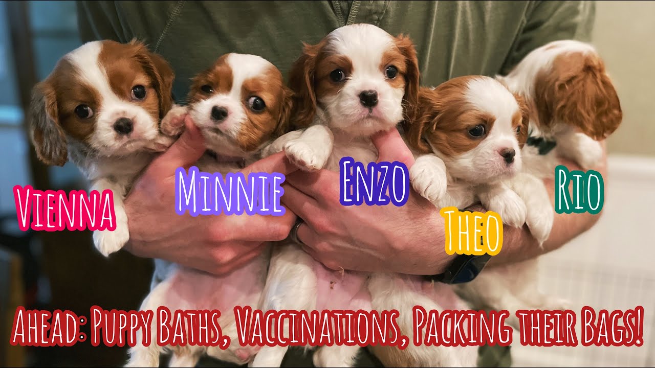 Cavalier Puppies Live: Getting Excited to Go Home!