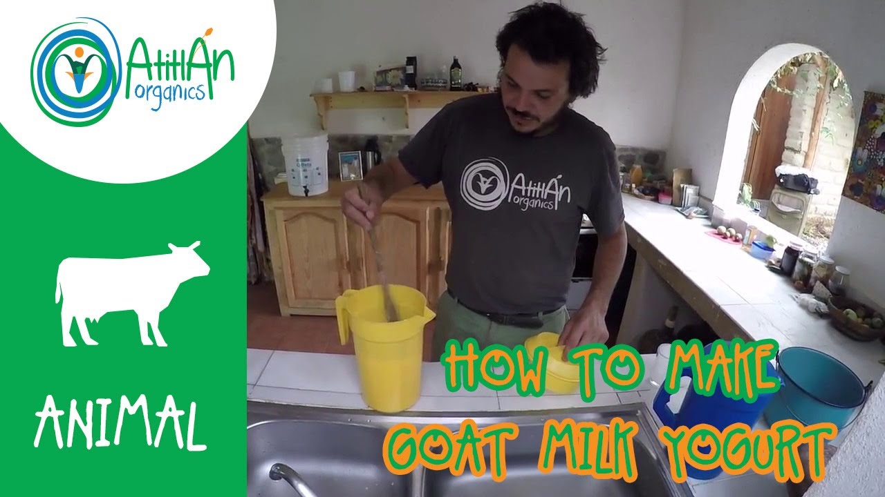 How To Make Goat Milk Yogurt | Goat Milk Yogurt Recipe | Atitlan Organics