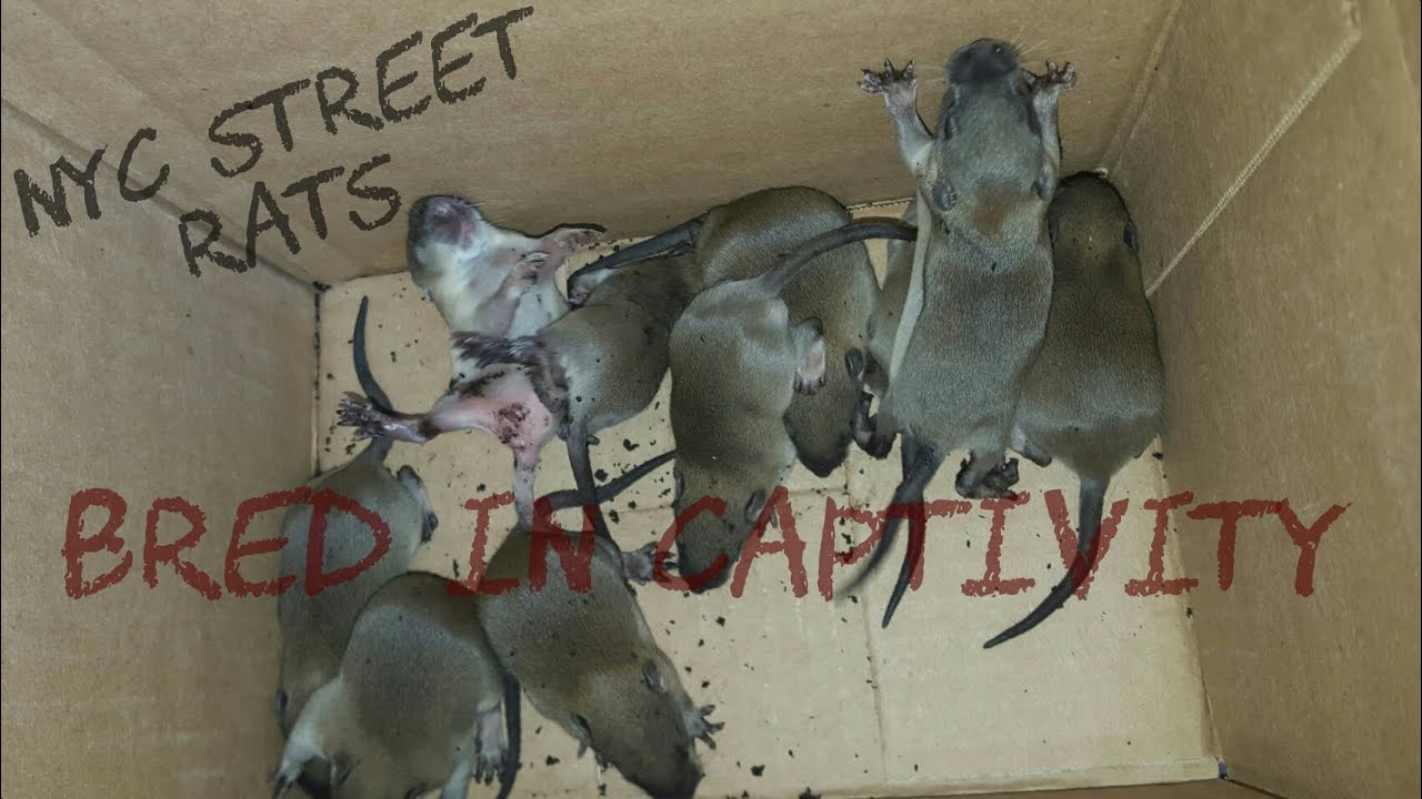 NYC Rats Now Being Bred in Captivity  [ The Beginning ]