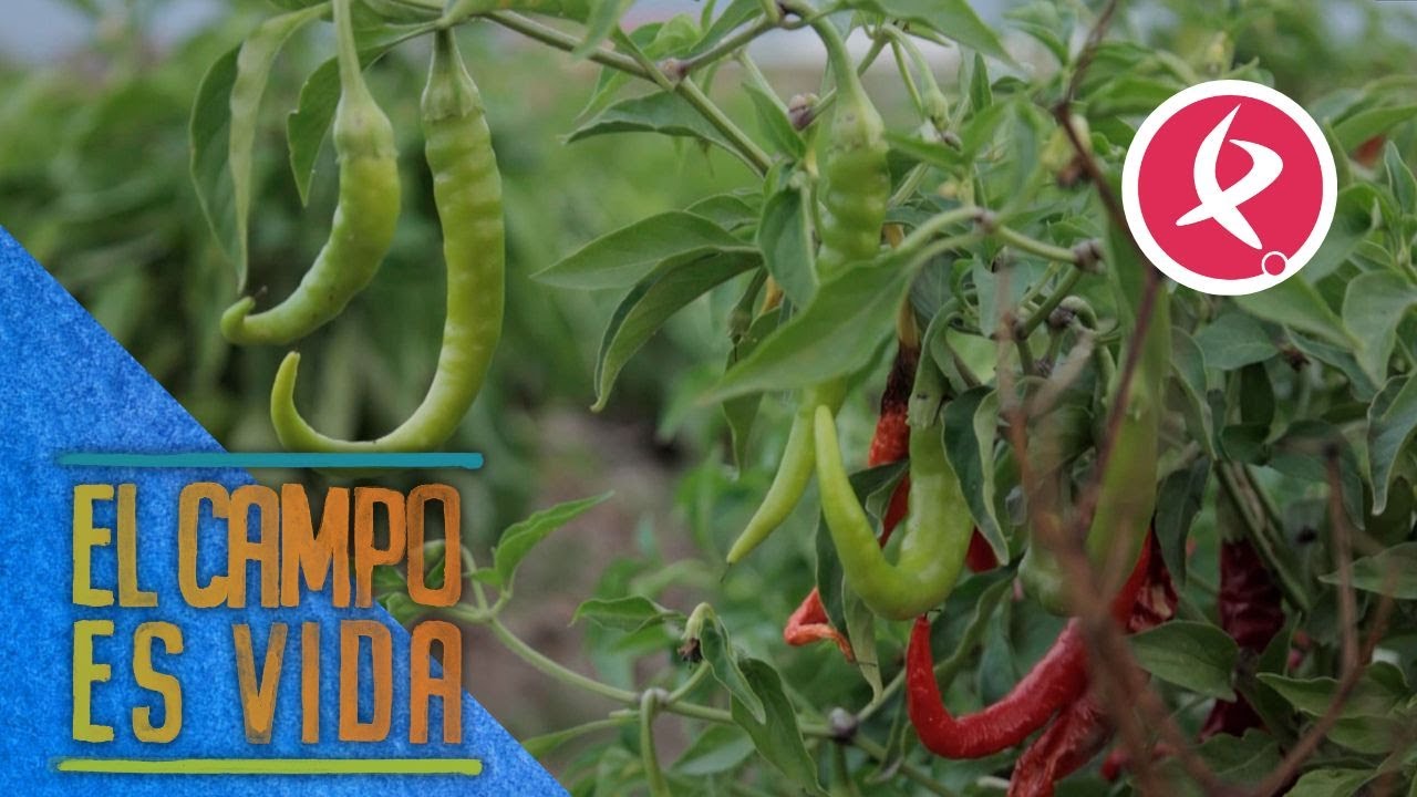 Piparras vascas muy extremeñas | El campo es vida