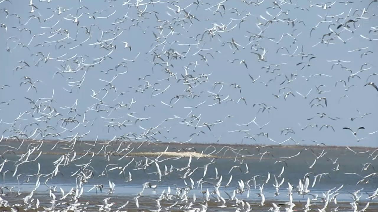 When one flies, they all fly